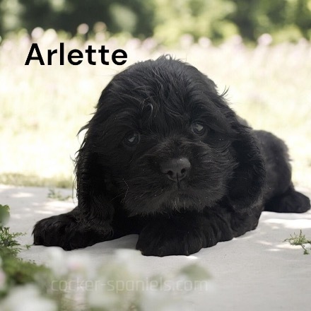 puppy, for, sale, Cocker Spaniel, Joe & Cherri  Overlease, dog, breeder, Miller, MO, dog-breeder, puppy-for-sale, forsale, nearby, find, puppyfind, locator, puppylocator, aca